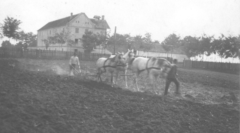 Oráč v Starej Pazove okolo roku 1920